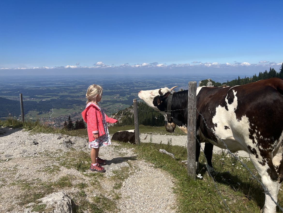 Kuh mit Mädchen auf der Kampenwand mit Blick auf den Chiemsee