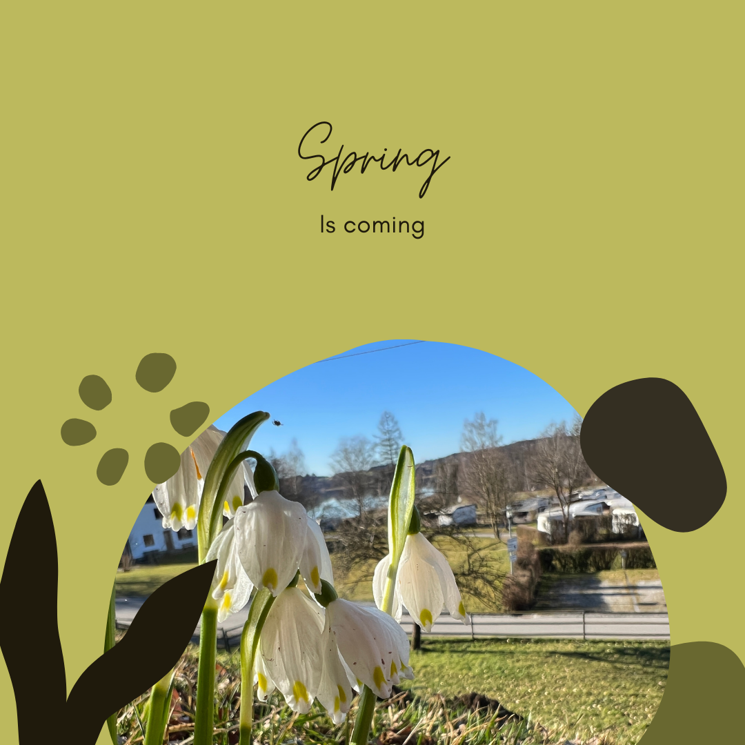 Frühling-Märzenbecher am Campingplatz Stein