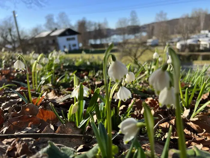 Märzenbecher im Frühling am Campingplatz Stein
